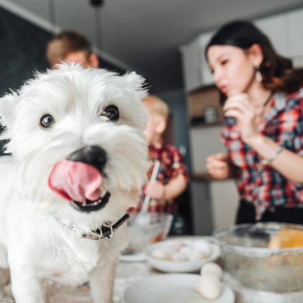 es seguro el yogur de vainilla para perros